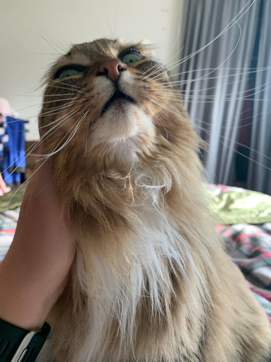 realTrouble2's tweet photo. Don’t panic!  Hoomin #1 has not stolen my ears!
🐱
#FelineOverlord is a Mountain of #Floof on #FloofyFriday https://t.co/BPXxUf2tmt