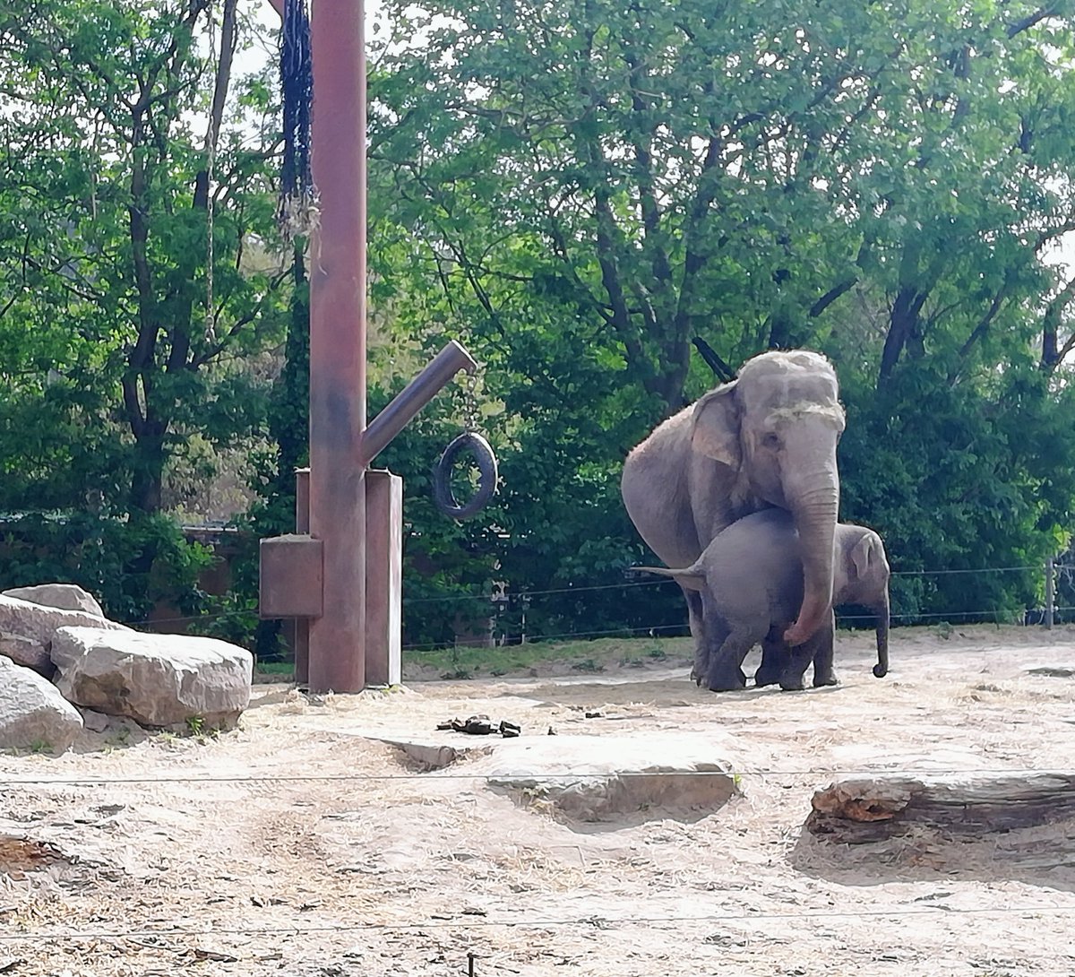 marielle19721's tweet photo. Prachtig @RotterdamZoo met nieuw bizons verblijf #jonkies #rotterdam ๐๐๐๐ฌ https://t.co/Am2VMnJPkd