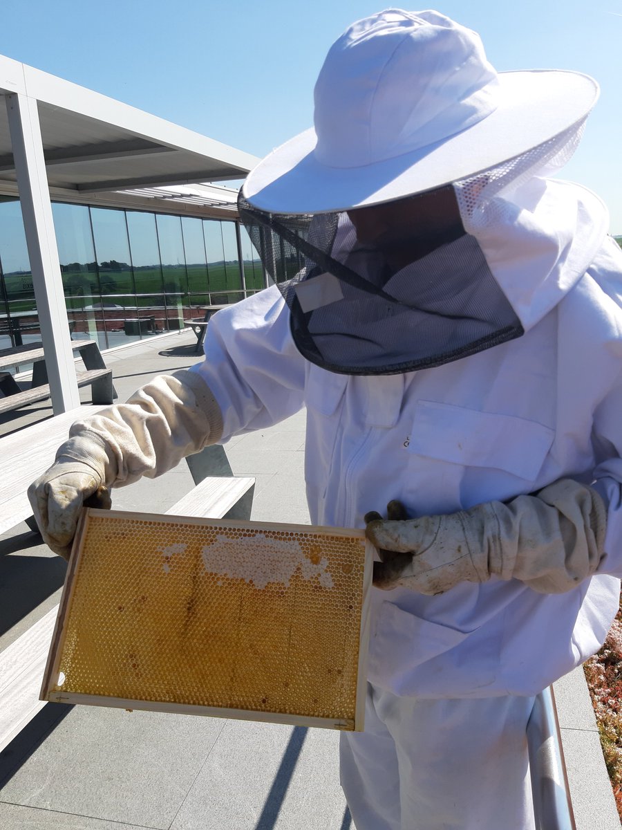 Melexis_Sensors's tweet photo. Today is International Bee Day. Do you know Melexis has two bee hives on the roof of its premises in Ieper? More than 100.000 bees take care of our best imaginable future. #beetobee #sustainability https://t.co/hRuzcQWWOU