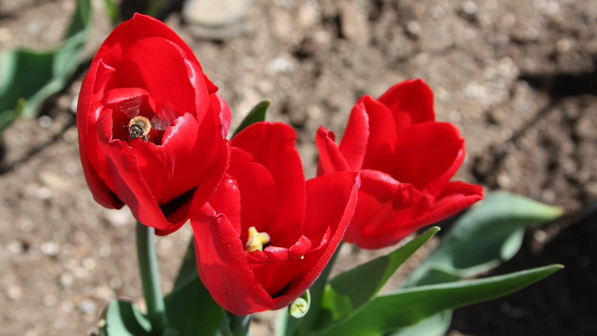 friendsTBcon's tweet photo. Celebrate #WorldBeeDay today!
#ThunderBay's Centennial Botanical Conservatory is surrounded by bee-loving gardens, including an award winning Pollinators Garden. There's even an apiary onsite.
#TBayLovin #TBay #bees #pollinators #biodiversity #CleanGreenAndBeautiful https://t.co/sgDGocYKn3