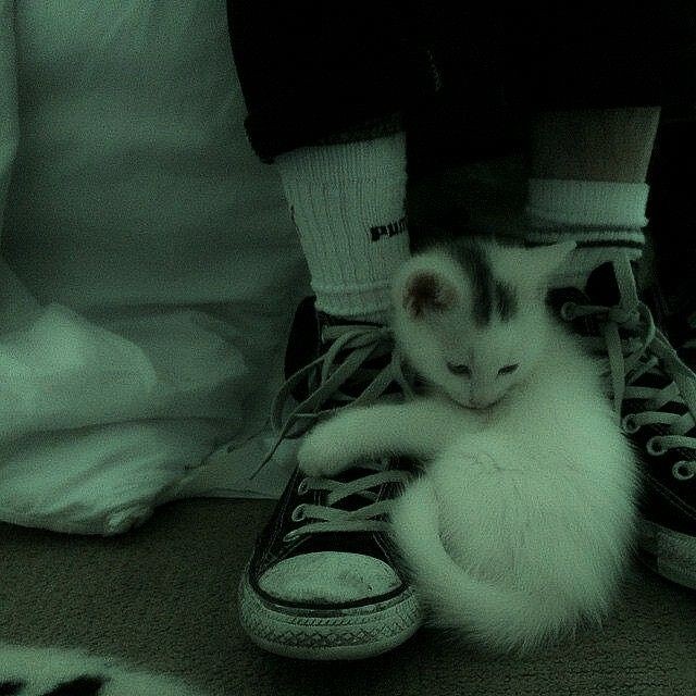 alltherath's tweet photo. я очень долго думал, чем себя занять и наконец придумал. это ещё один квиз - чувство, которым можно тебя описать. буду рад посмотреть на ваши результаты в цитированиях.

https://t.co/ij7BUTcorP https://t.co/Mc6QO5FyCI