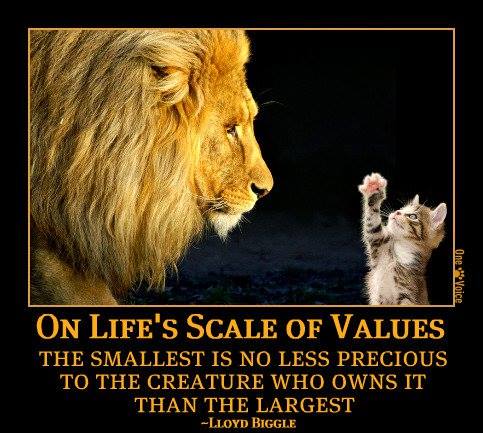 CagesFree's tweet photo. On life's scale of value
The smallest is no less precious to the creature who owns it than the largest
Bred for the entertainment
Killed for fun, to hang them on the walls.
#banCanHunting #bantrophyhunting #bancubpetting https://t.co/bfw9abnb6d @Catlord568 https://t.co/YzrOuDNEh0