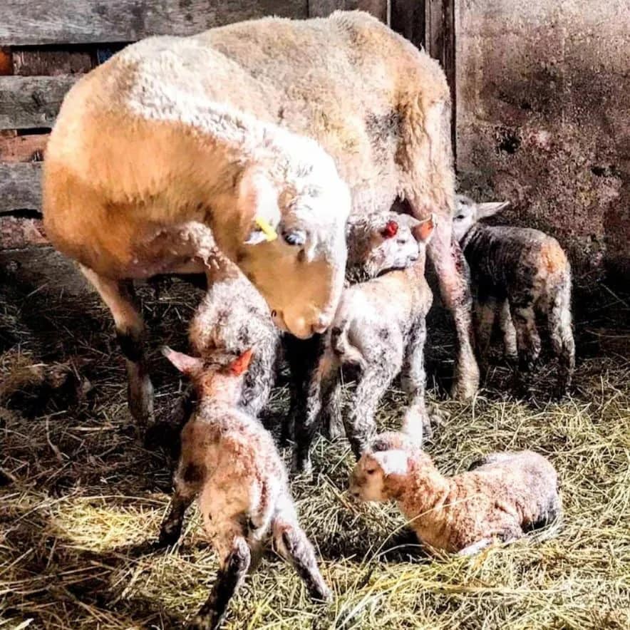 TopsyFarms's tweet photo. Quintuplets!!
Wonky the Wonder #Sheep has given birth to 5 #lambs.
This is a pretty rare thing (especially for all 5 to be living).
Wonky is a #RideauArcott sheep, which is a breed that is known for having multiple lambs.
Wonky got her name from her floppy ear.
She is...1/8 https://t.co/Ah0Dvzx1YM