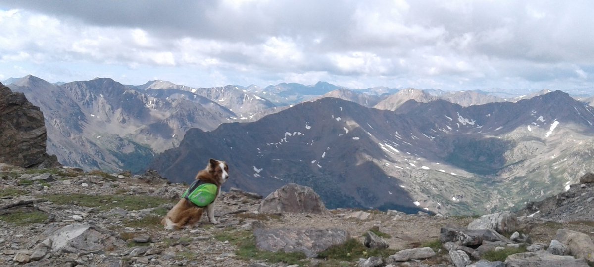 JasonKolo4's tweet photo. Day 2/10 on the #artchallenge is #Oliver on the #summit of #MtMassive #Colorado! #14ers #mountains #hiking #photo #getoutside https://t.co/gshcSiPSDk