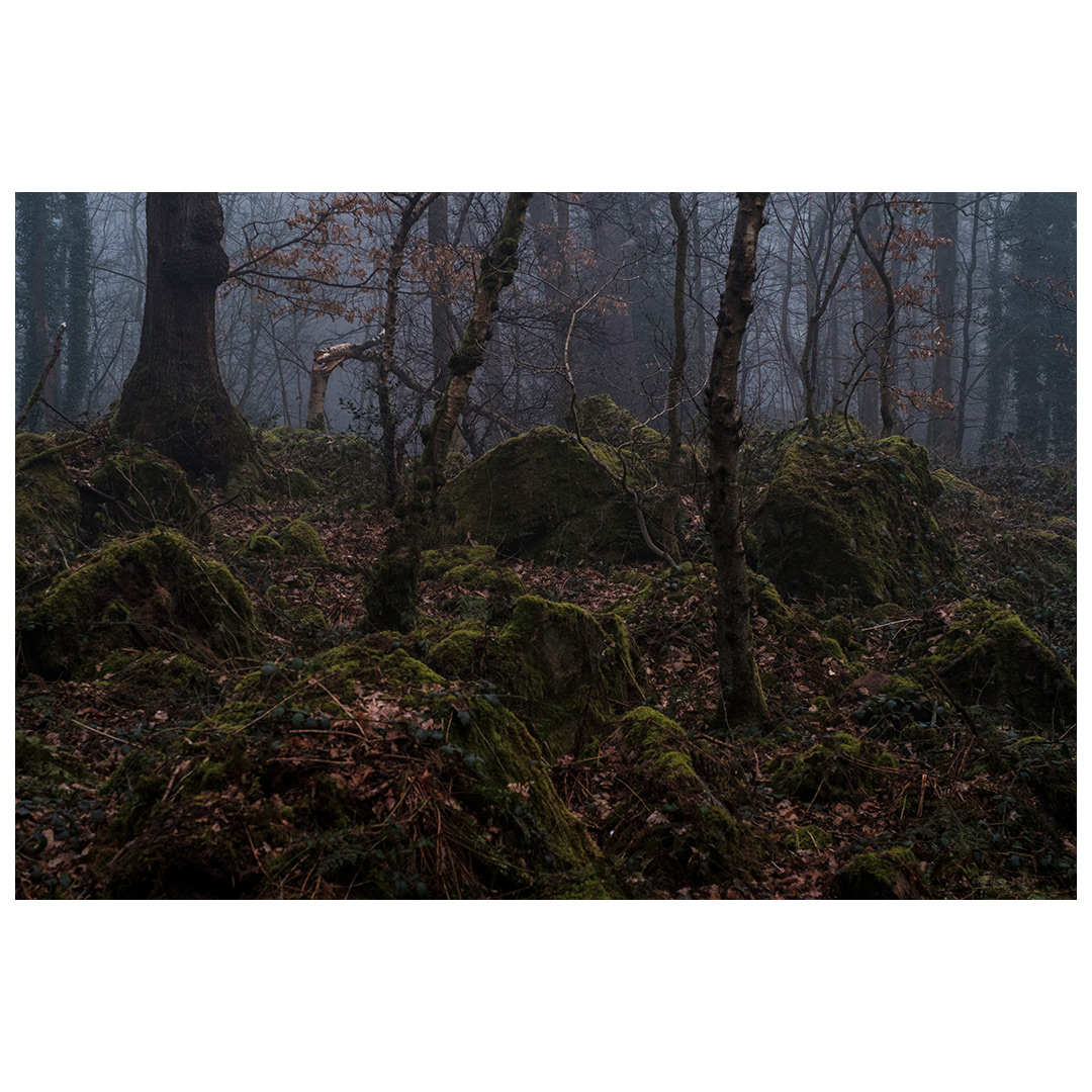 philjackson_8's tweet photo. From my developing project Mouse Wood (working title) shot in the Bradford district. A place of unique mystery and beauty, so near yet so far from a world that has forgotten the certain force that is nature
.
.
#nature #connection #CityofCulture2025 #Bradford2025 #visitbradford https://t.co/byIJizgNoq
