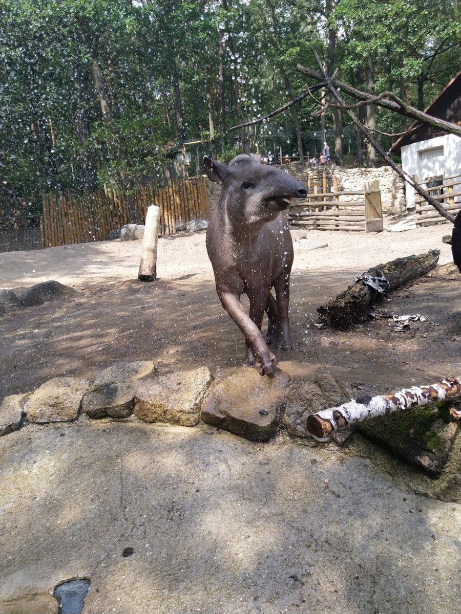 zoo_decin's tweet image. Tapír jihoamerický / Tapirus terrestris / South American tapir #savec #víkend #tapír #wellness #zoo #mammal #tapir #weekend #Děčín