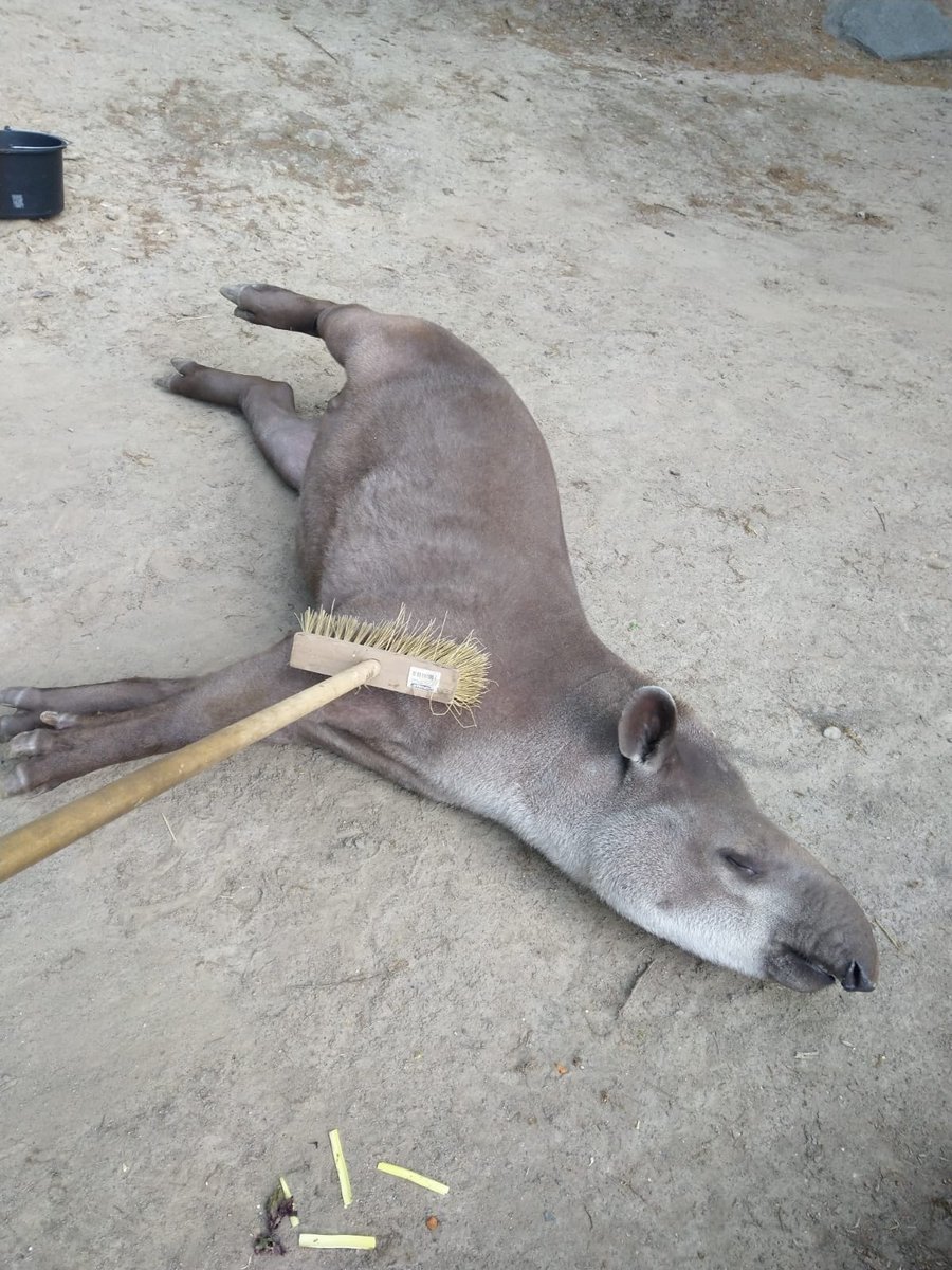 zoo_decin's tweet image. Tapír jihoamerický / Tapirus terrestris / South American tapir #savec #víkend #tapír #wellness #zoo #mammal #tapir #weekend #Děčín