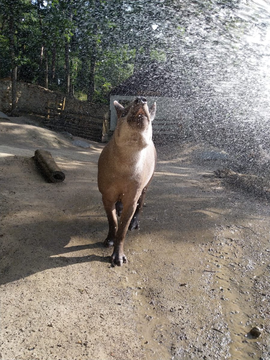 zoo_decin's tweet image. Tapír jihoamerický / Tapirus terrestris / South American tapir #savec #víkend #tapír #wellness #zoo #mammal #tapir #weekend #Děčín