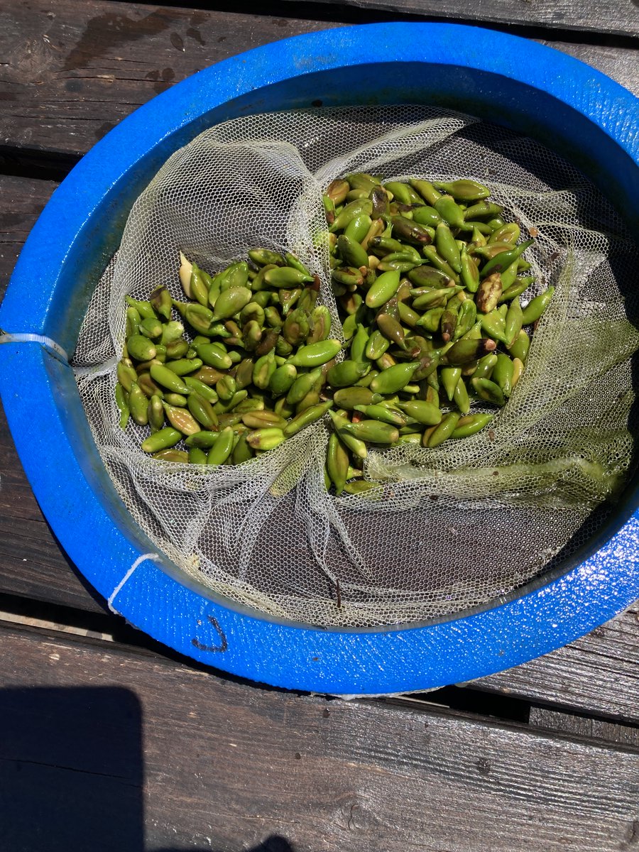i_provera's tweet photo. Successful #Posidoniaoceanica seeds collection for my PhD experiments!
Now, we wait for them to germinate in the new experimental aquaria at #CNR #IAS #CapoGranitola.
Stay turned for growth updates!🌱🌱
#AEvolSea project #ProcacciniGroup #SZNDohrn https://t.co/KAAToA6ycF