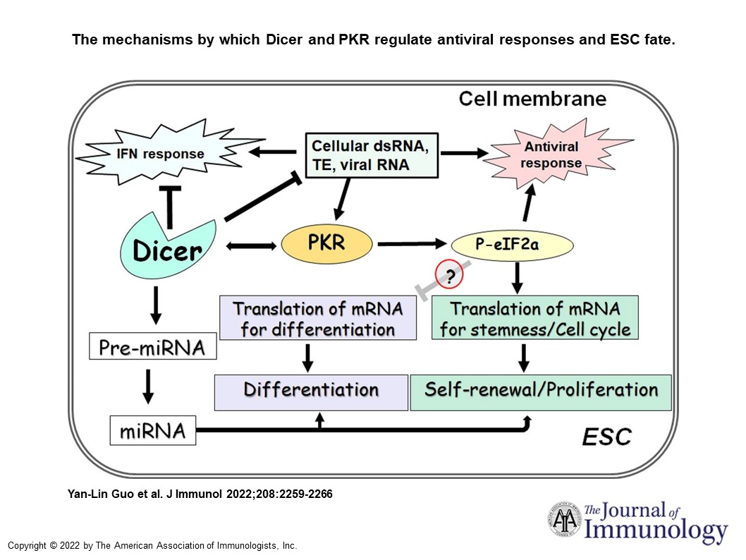 J_Immunol's tweet photo. #BriefReview by Yan-Lin Guo and Faqing Huang @SouthernMiss discussing Dicer and #PKR as Novel Regulators of #EmbryonicStemCell Fate and Antiviral #InnateImmunity | #ReadTheJI #immunology https://t.co/mYloT1LHnL https://t.co/NctX0myvNF