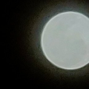 TweetPeacocks's tweet image. 