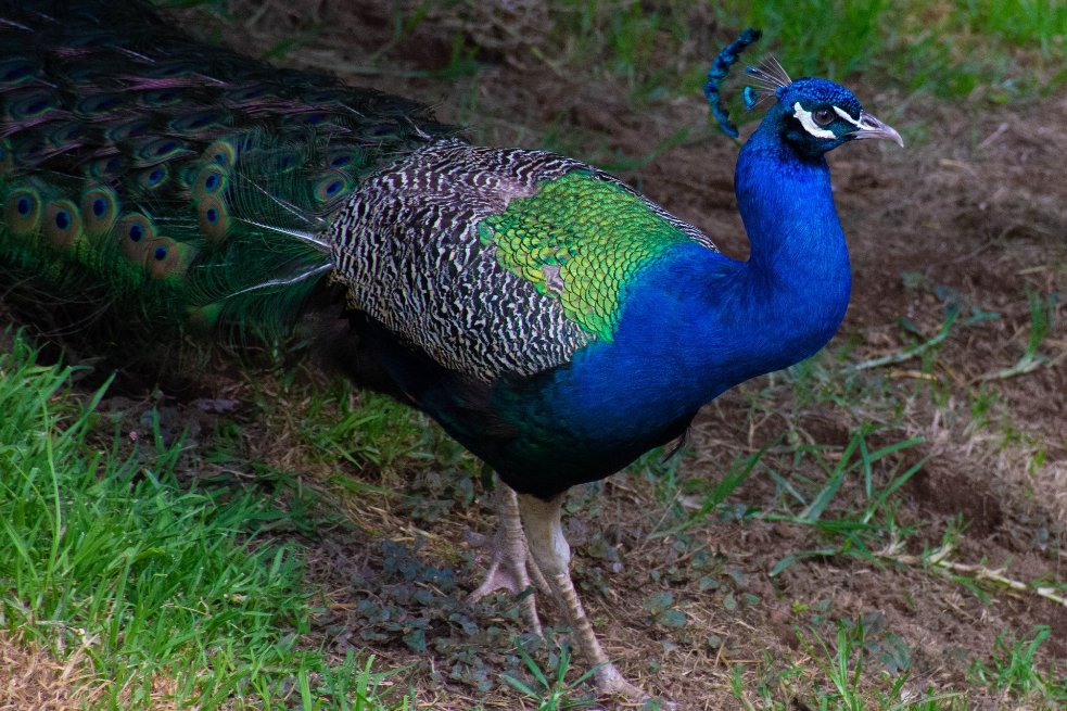 TweetPeacocks's tweet image. 