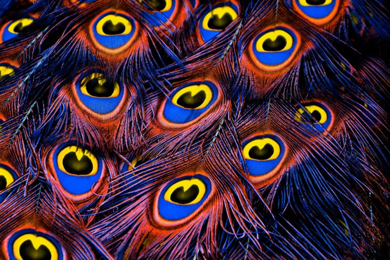 TweetPeacocks's tweet image. 