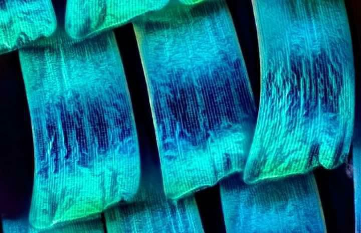MeMicroscope's tweet photo. Do you ever wish you had wings to avoid the morning traffic jam? 😂 

Today we won't tell you how to grow wings (life goals), but you might learn some fun things! 
👇
#scicomm #sciart #makeup #Microscopy #Science #AcademicTwitter #AcademicChatter https://t.co/QYz3OPSkcs