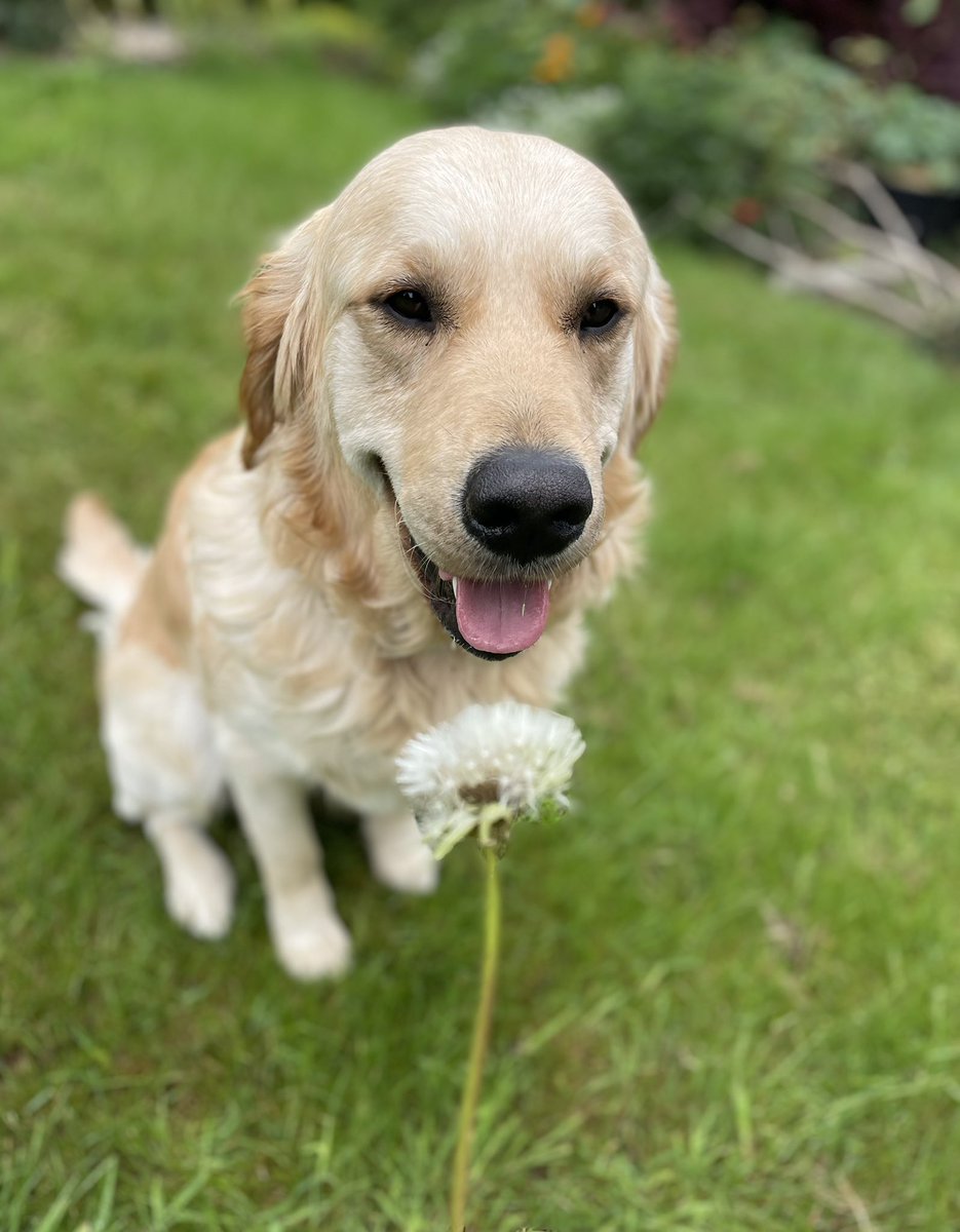 PoundingW's tweet image. Bear such a gentle boy having his garden visits #dogsoftwitter #GoldenRetrievers #dogwalker