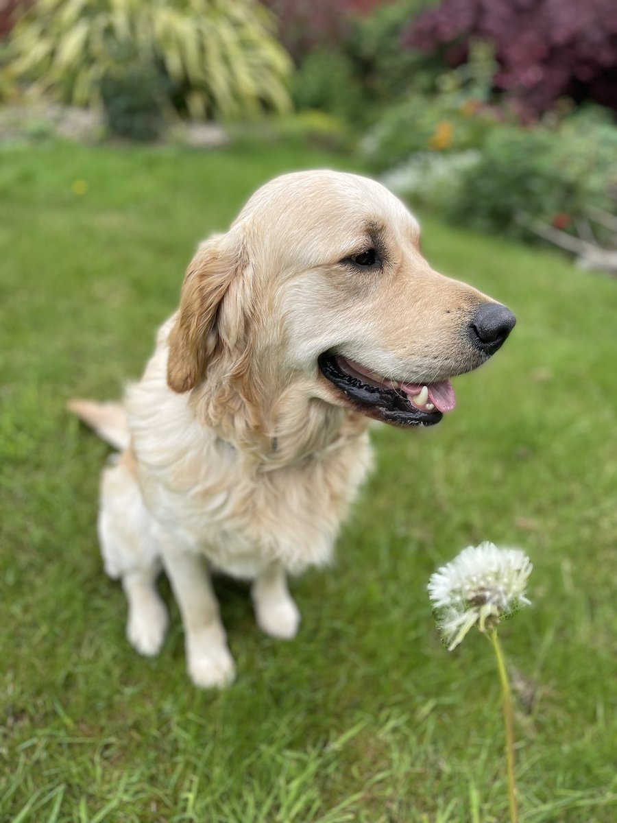 PoundingW's tweet image. Bear such a gentle boy having his garden visits #dogsoftwitter #GoldenRetrievers #dogwalker