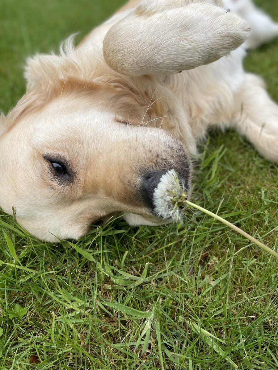 PoundingW's tweet image. Bear such a gentle boy having his garden visits #dogsoftwitter #GoldenRetrievers #dogwalker