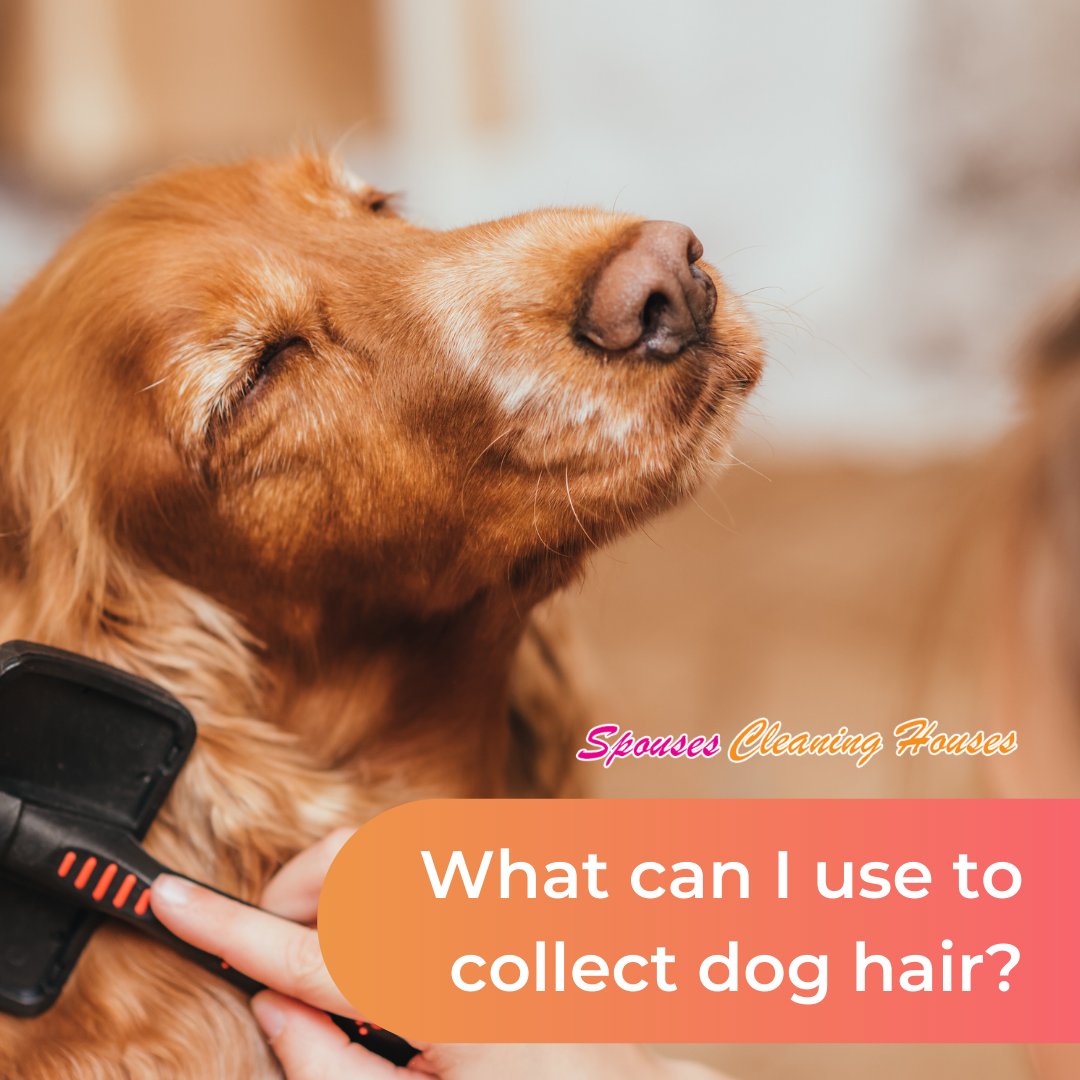 Dryer sheets (sometimes slightly dampened), pumice stones, lint rollers, and duct tape all work wonders for removing hair from various fabric surfaces.
spousescleaninghouses.com
#houseswithpets #rubbergloves #maryland #downtownannapolis #dta #annapolismd #cleaningmotivation