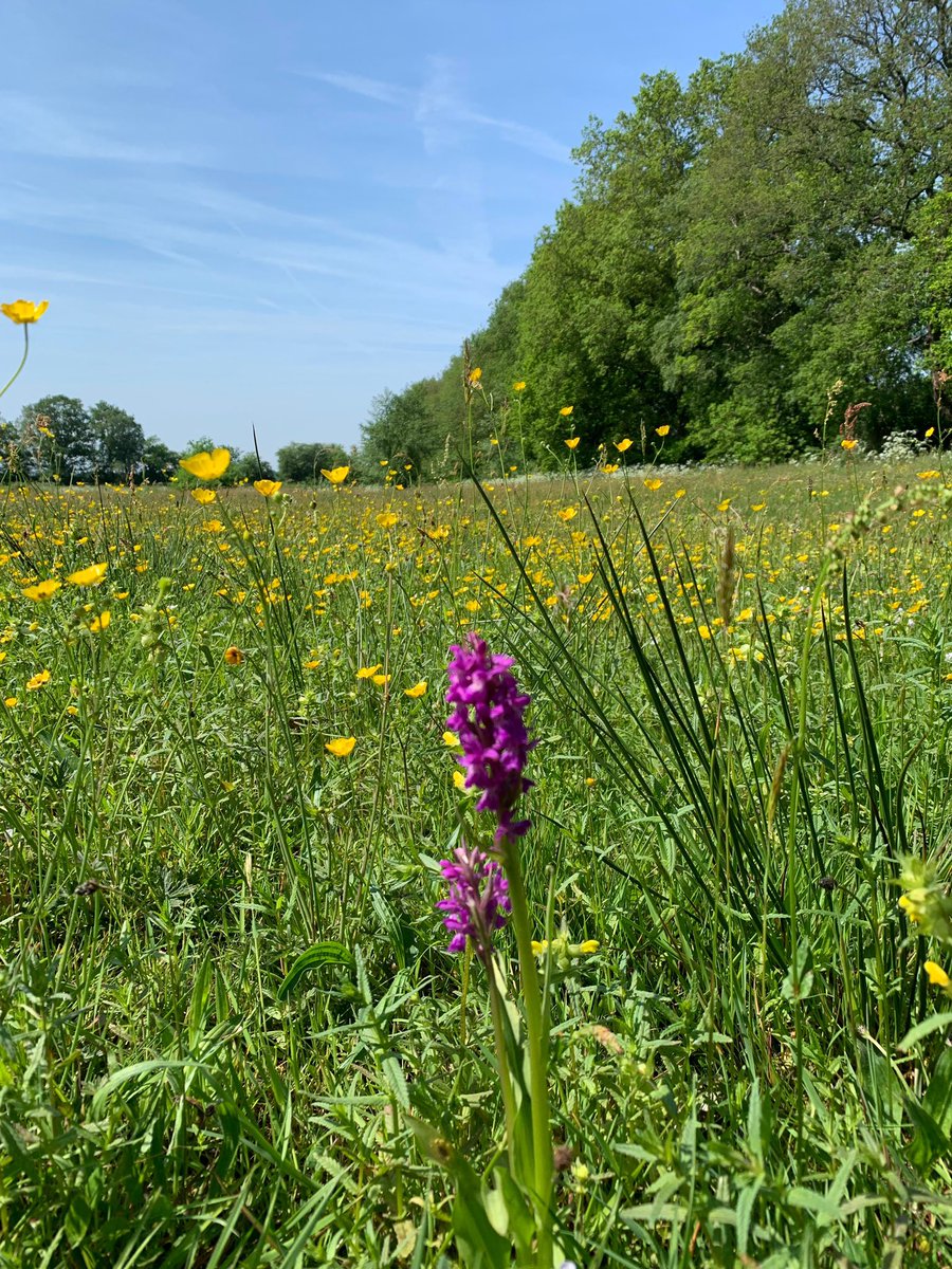 Afgelopen week nog mogen bewonderen langs Anlooërdiep.