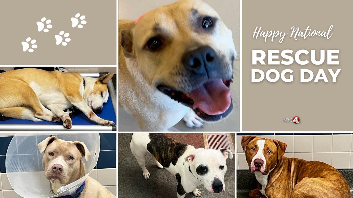 Heartstopper mini alice oseman comics pdf comic zine books digital novel goodreads graphic pridebrary visit 💖🐕 It's National Rescue Dog Day! Did you know that any dog that has