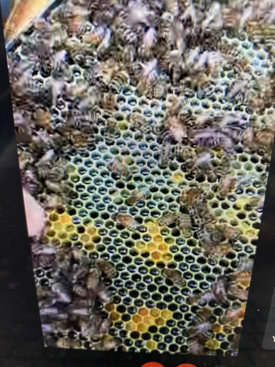 FRO_Bison's tweet photo. Today is World Bee Day and our FRO Bisons were lucky enough to go on a Virtual Field Trip to visit Mr. and Mrs. Lawrence's hives at Bronte Creek! Our students had some GREAT questions for our resident bee keepers! https://t.co/EBxhAPqW2b