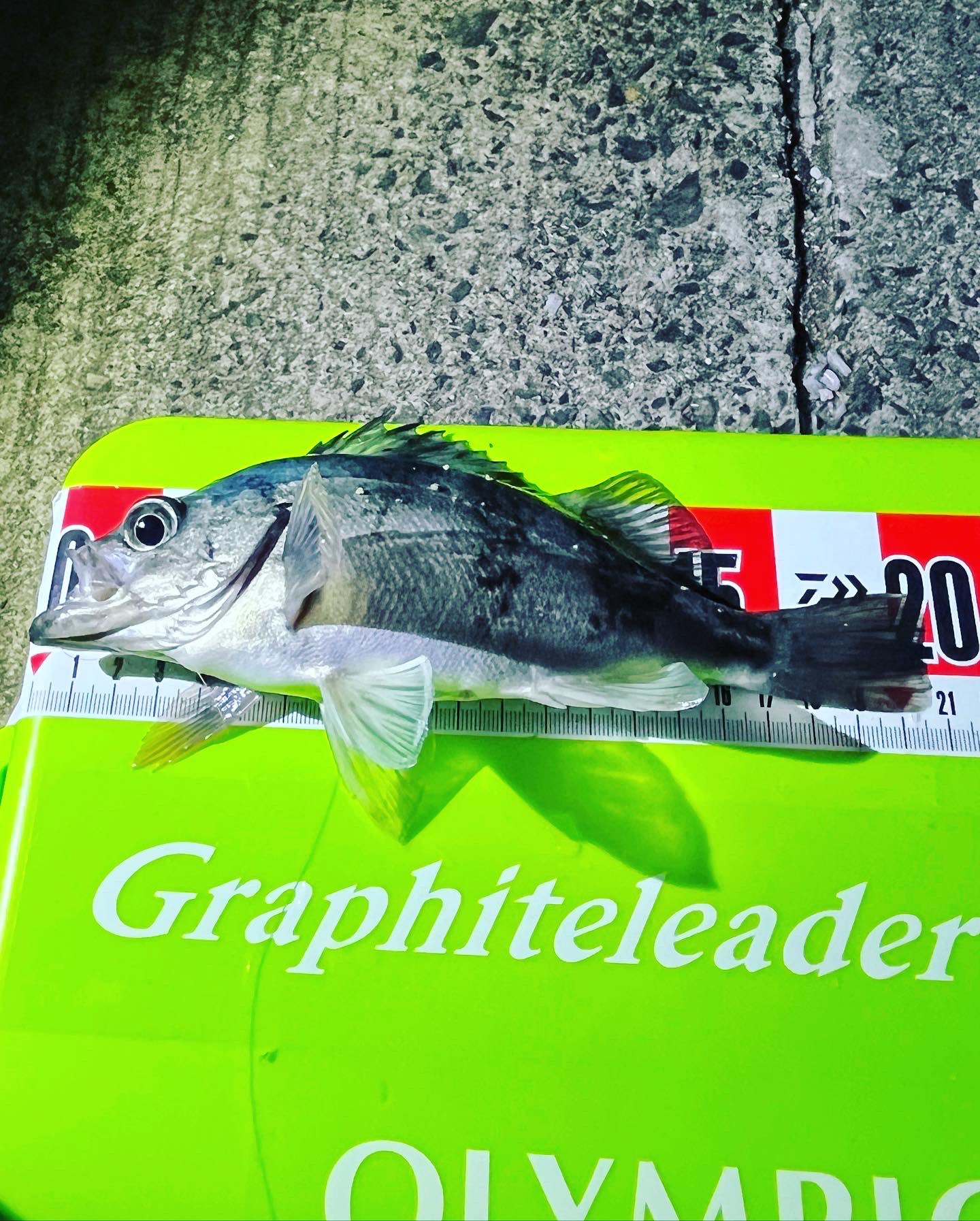 虎徹 アジング エギングも撃沈 メバルちゃんが遊んでくれました 糸島のアジどこ行った アジング エギング T Co Lncmx363rn Twitter 虎徹 アジング エギングも撃沈 メバルちゃんが遊んでくれました 糸島のアジどこ行った アジング エギング T Co Lncmx363rn Twitter