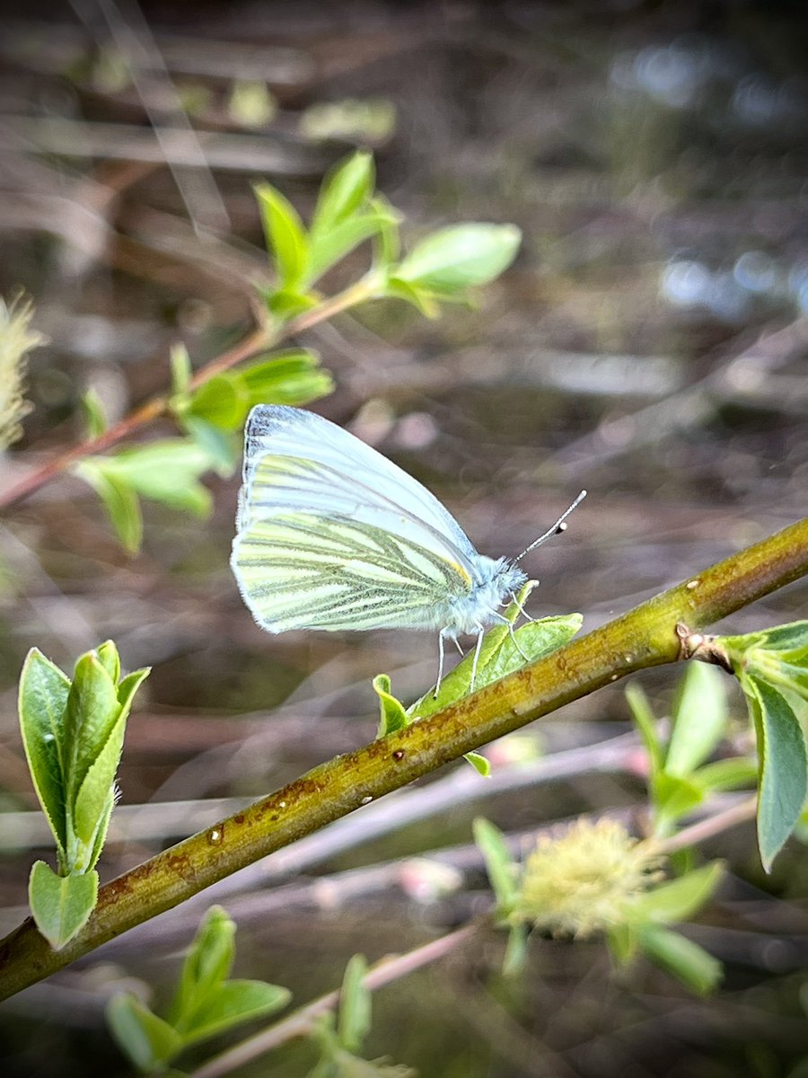 OH3UBT's tweet photo. #lanttuperhonen iPhonella kuvattuna 😉
Näitä oli tänään kymmeniä liikkeellä 🙂
#pierisnapi #greenveinedwhite #iphonephoto https://t.co/dL0f5IhGUr