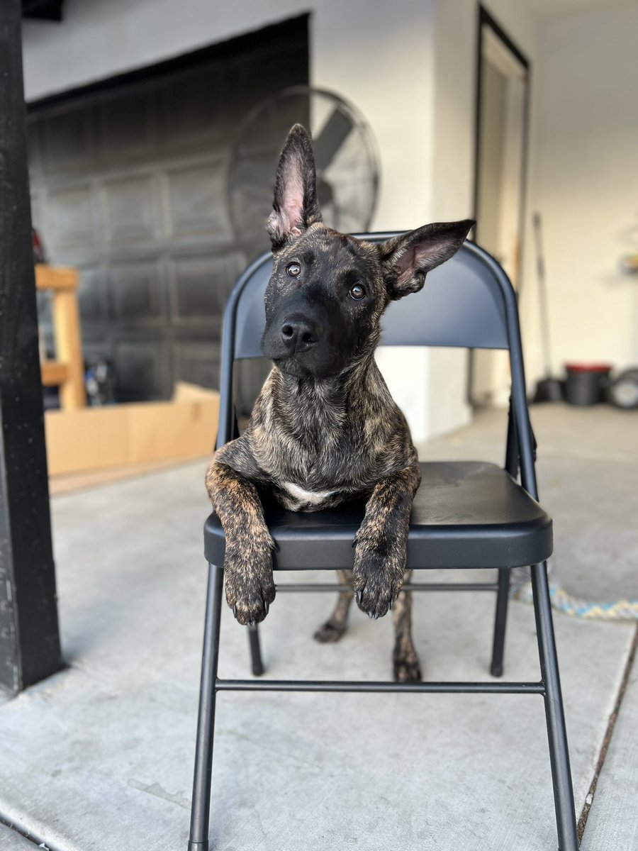 New to our family,REX…