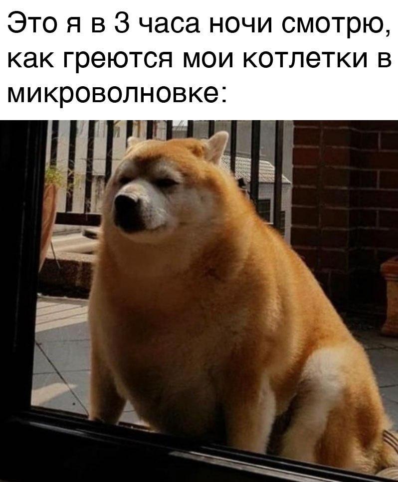 RussianMemesLtd's tweet photo. Me watching at 3 am my cutlets are heated in the microwave https://t.co/UCxRpNSCVu