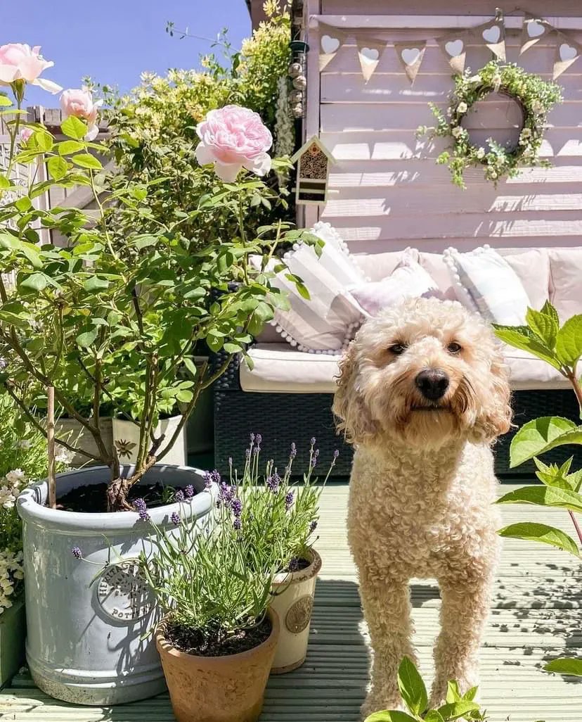 AllRoundFun's tweet image. Is the anything better than chilling in the garden with your furry friend? 🐶☀️ 
buff.ly/3cHw0pq