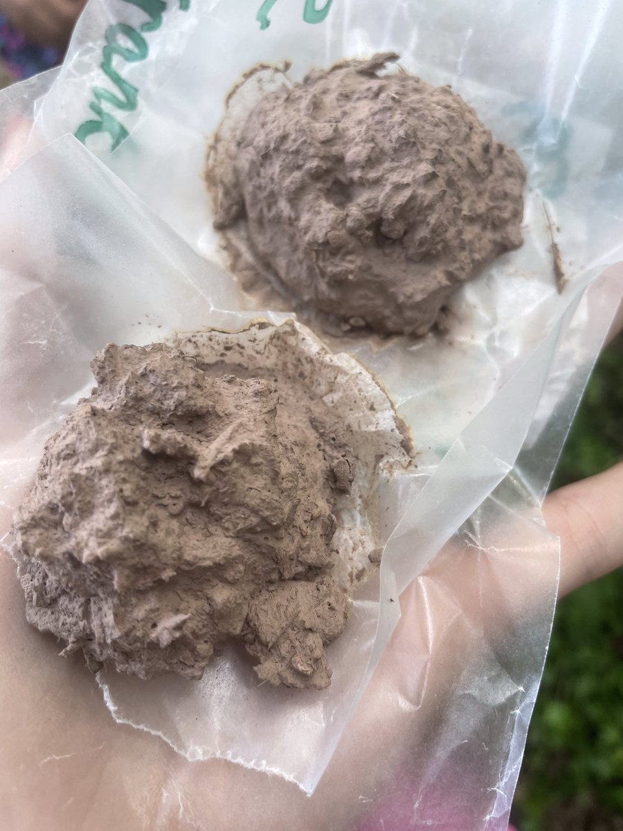 MsSokol1's tweet photo. We made Native plant seed balls last Friday. Today we got to go outside and plant them with @CampbellOutside https://t.co/iN9BdF53NK