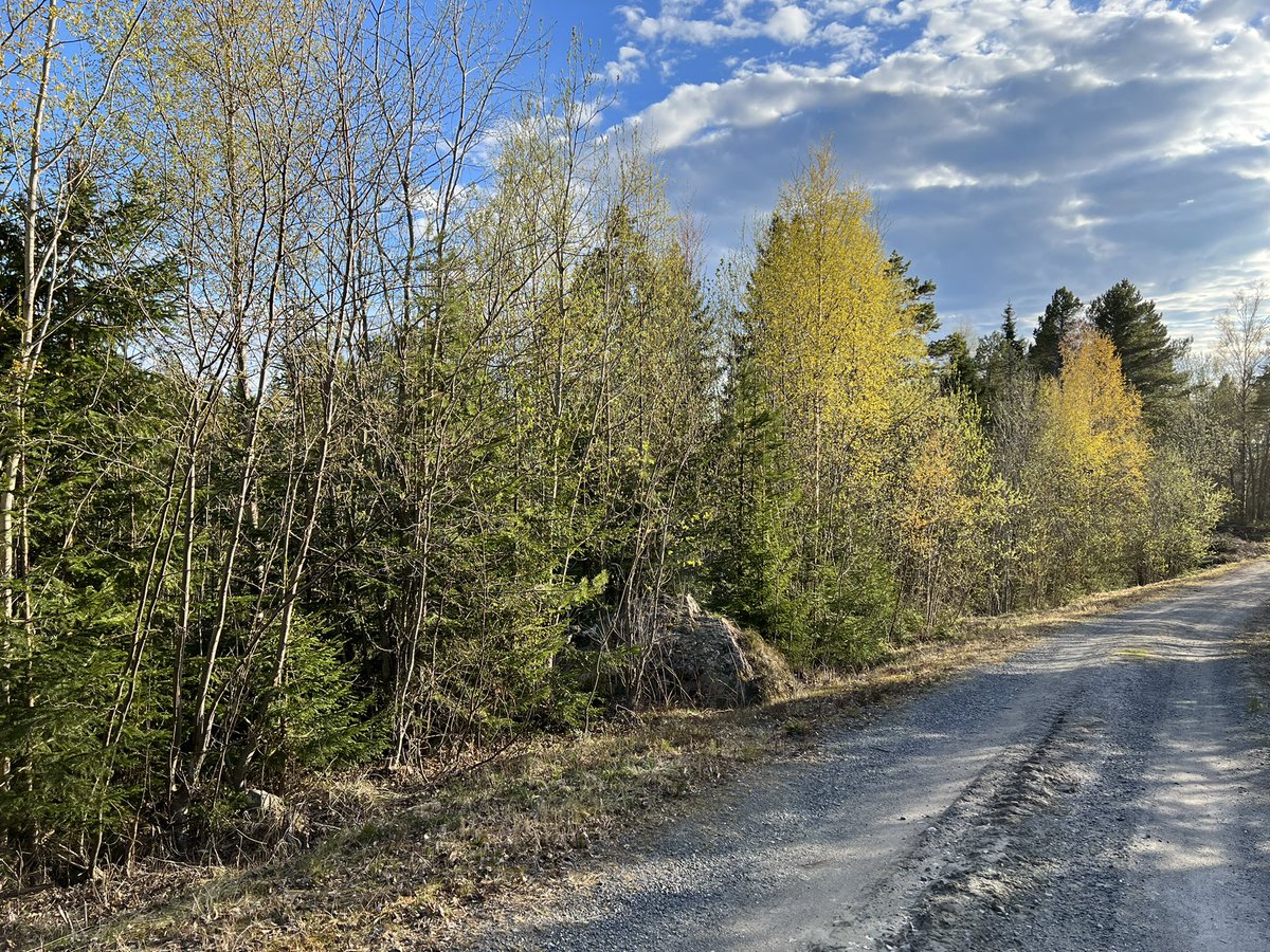 Sjobergbild's tweet photo. Skir grönska för första gången i år. Men jag var tvungen att åka till Skagsudde på Höga Kusten för att få uppleva den. Det dröjer lite än i Vilhelmina.
#vår #grönska #positivt https://t.co/ctmSKmGBhG