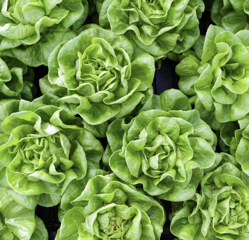 Delicato Butter Lettuce is #BCGrown and the perfect addition to your salads, sandwiches or wraps! #GreenhouseGrown #ButterLettuce