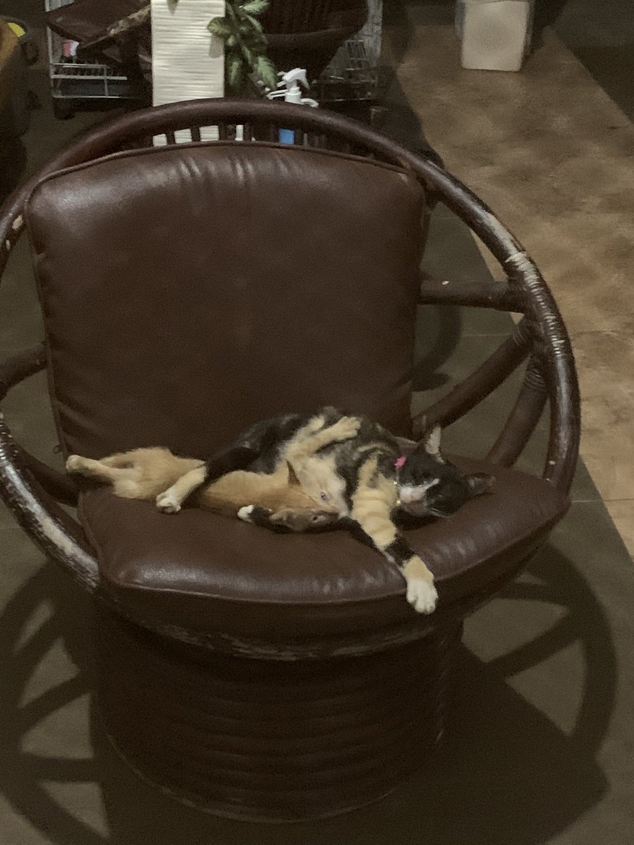 kucing depan rumah gue lucu anet, argh