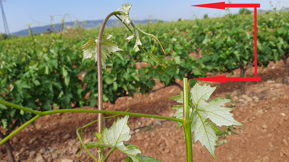 Un despunte en el momento antes de floración disminuye el aporte de fotosintetizados al ápice y los aumenta en la inflorescencia mejorando su índice de cuajado. Salvo en casos de posibles daños por viento el despunte debe ser ligero, de pocos centímetros.