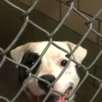 poor_puppy's tweet photo. Dangers of dog bites and ways to prevent it from happening to you https://t.co/oeEwI1b9LZ https://t.co/kOynNMZJsg