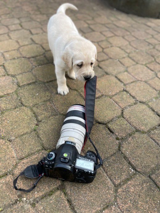 dog_rates's tweet photo. This is Deb and Kelly. They are the newest recruits for @bcguidedogs, who provide service dogs to visually impaired people, children with autism, and veterans with PTSD. Their training is very important, and you can help fund it below. 14/10 for both

https://t.co/NdaU31IRFZ https://t.co/1QejXvaX3d