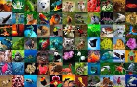 CITES's tweet photo. A big thank you to all those who have been in touch for Endangered Species Day. There are more than 38,000 species of #animals and #plants listed by CITES as #Endangered. We work to #conserve those and protect earth’s #biodiversity https://t.co/prfjrFJLjZ