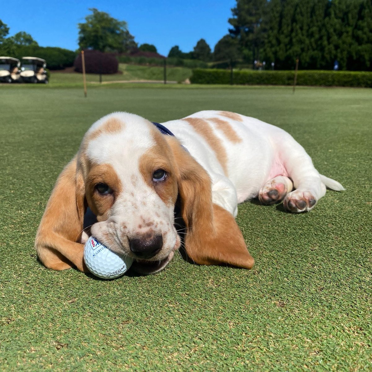 tpcsugarloaf's tweet photo. Welcome to the family Duke 🐾 @Amanda_Balionis @PlayTPC https://t.co/mNy4evnr4a