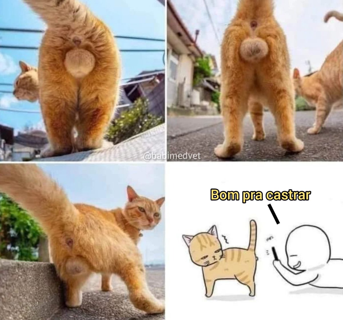 babimedvet_'s tweet photo. Como o veterinário pensa ao ver um gato assim na rua: https://t.co/i1XFFaUsdM