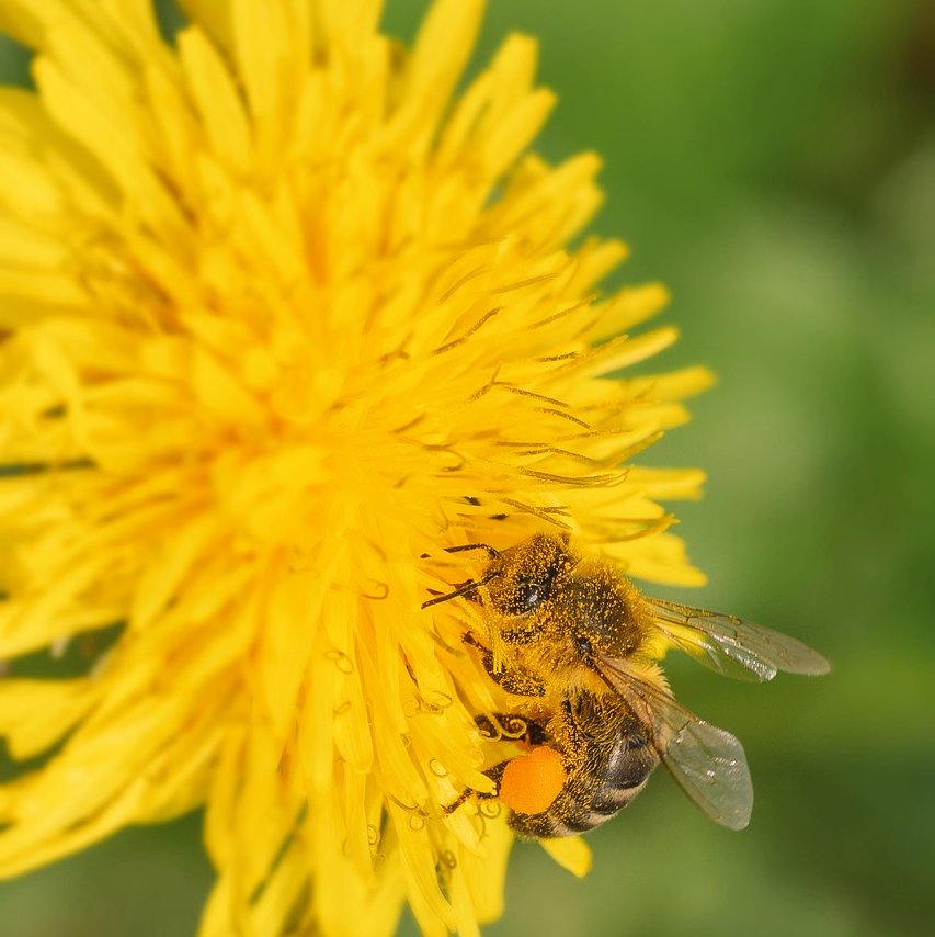 BirgitBeeHappy's tweet photo. Da freut sich mein #Imkerinherz 
daß es immer mehr liebe Mitmenschen gibt die unsere #Bienenwesen schätzen, ehren
únd mithelfen zu #schützen.
Herzensdank im Namen der #Bien  
Und nicht nur am heute #Weltbienentag 🐝
Ich wünsche alle Imkern einen 
pollenreichen &amp; schönen #Sommer https://t.co/QhBj0DkTgk