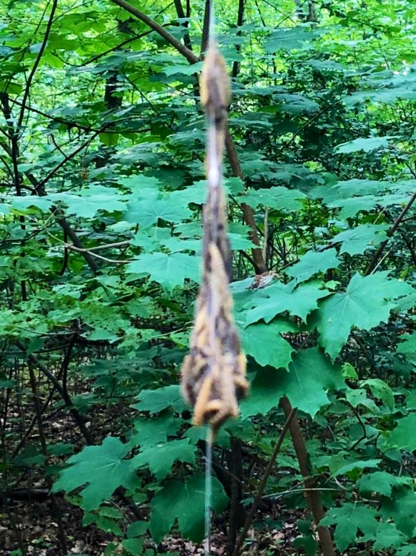 Vorhin im Wald entdeckt. Spinnwebenartige Netzsäckchen von Raupen an scheinbar toten blätterlosen Bäumen. Was sind das für Raupen?