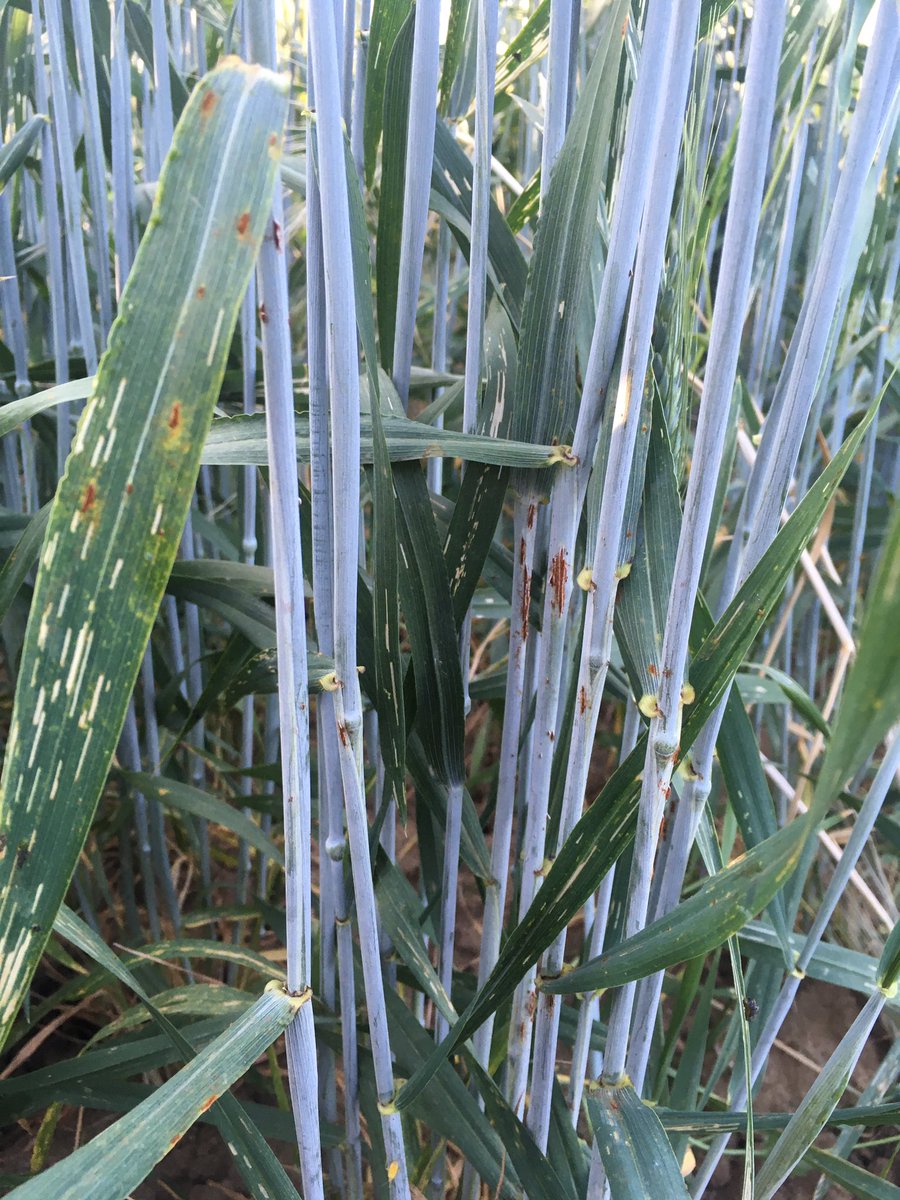 biagiorandazzo tweet media