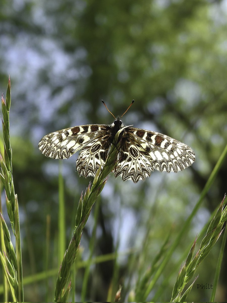 philterp83's tweet photo. Papillon Diane
#papillon #butterfly #insecte #insect #macro #macrophotography #macro_ir #universal_macro #macro_delight #soul_made_macro #ig_macro_clicks #joyful_macro #macro_freaks #rebel_macro https://t.co/3IZVXAgYm2