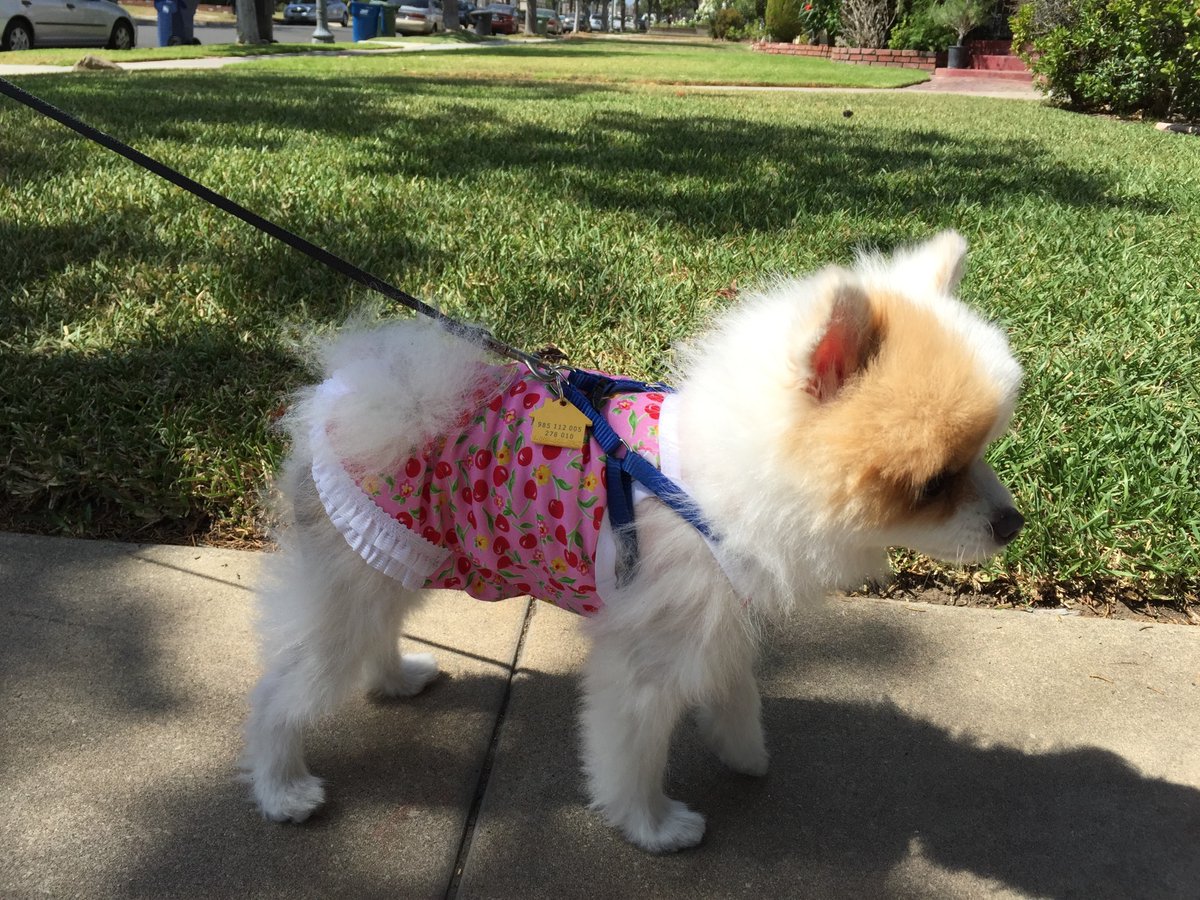 RuffRuffCouture's tweet photo. Pocket wearing our Cherry Ruffle Dress

https://t.co/apS0puoWs3

#pomeranian #dogclothes #dogdress https://t.co/bcx4Hs420T