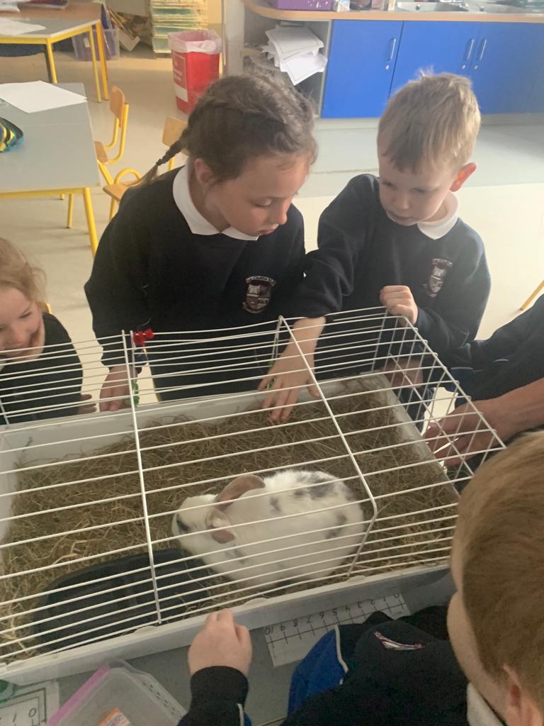 We had a visitor today at school. Meet "Lummi" the rabbit 😍🐇