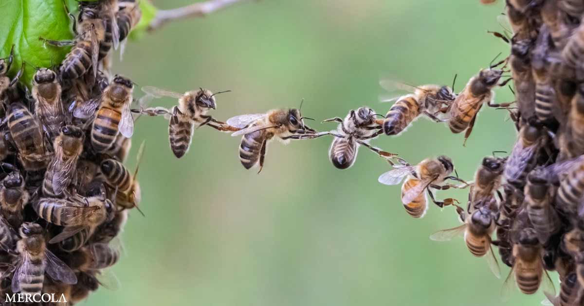 Read more about the article Here’s why bees are one of the most important insects for ecological health and