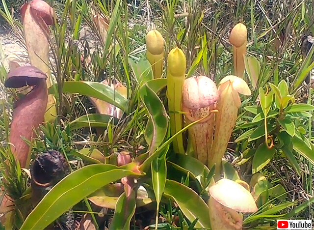 完全にち ち だよこれ キャンディの匂いを漂わせる植物 匂いが無くても女性が群がって環境問題にハッテンしてしまう Togetter