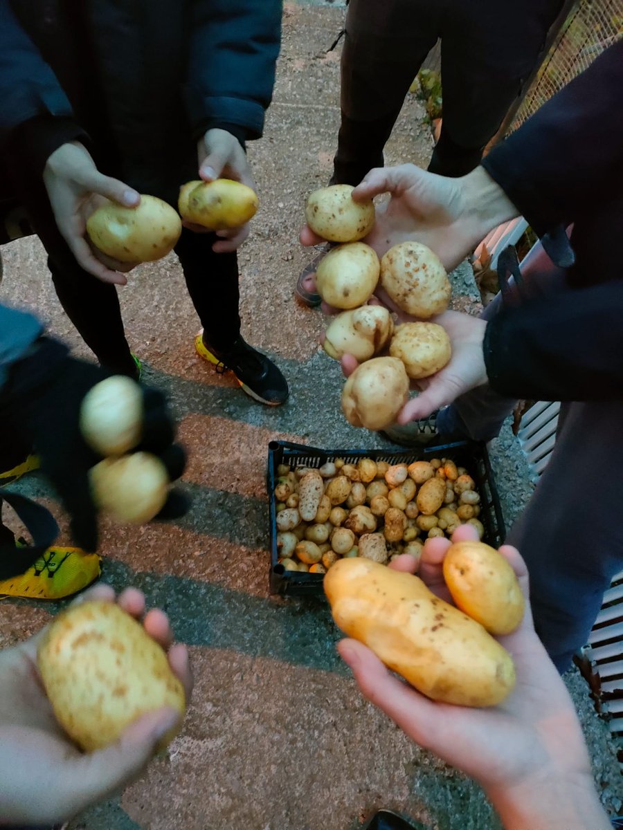 FundacioSERGI's tweet photo. A #tardaJove un dia a la setmana anem a l'hort i ja tenim les primeres patates!! És l'#hortComunitari del barri de #CanSabata de #lloret, on ens han cedit una parcel·la.
I aquesta setmana, s'hi han sumat des del #centreObert #atenciodiurna. Hem plantat enciams, cebes i síndries! https://t.co/OFKOHCPPVm