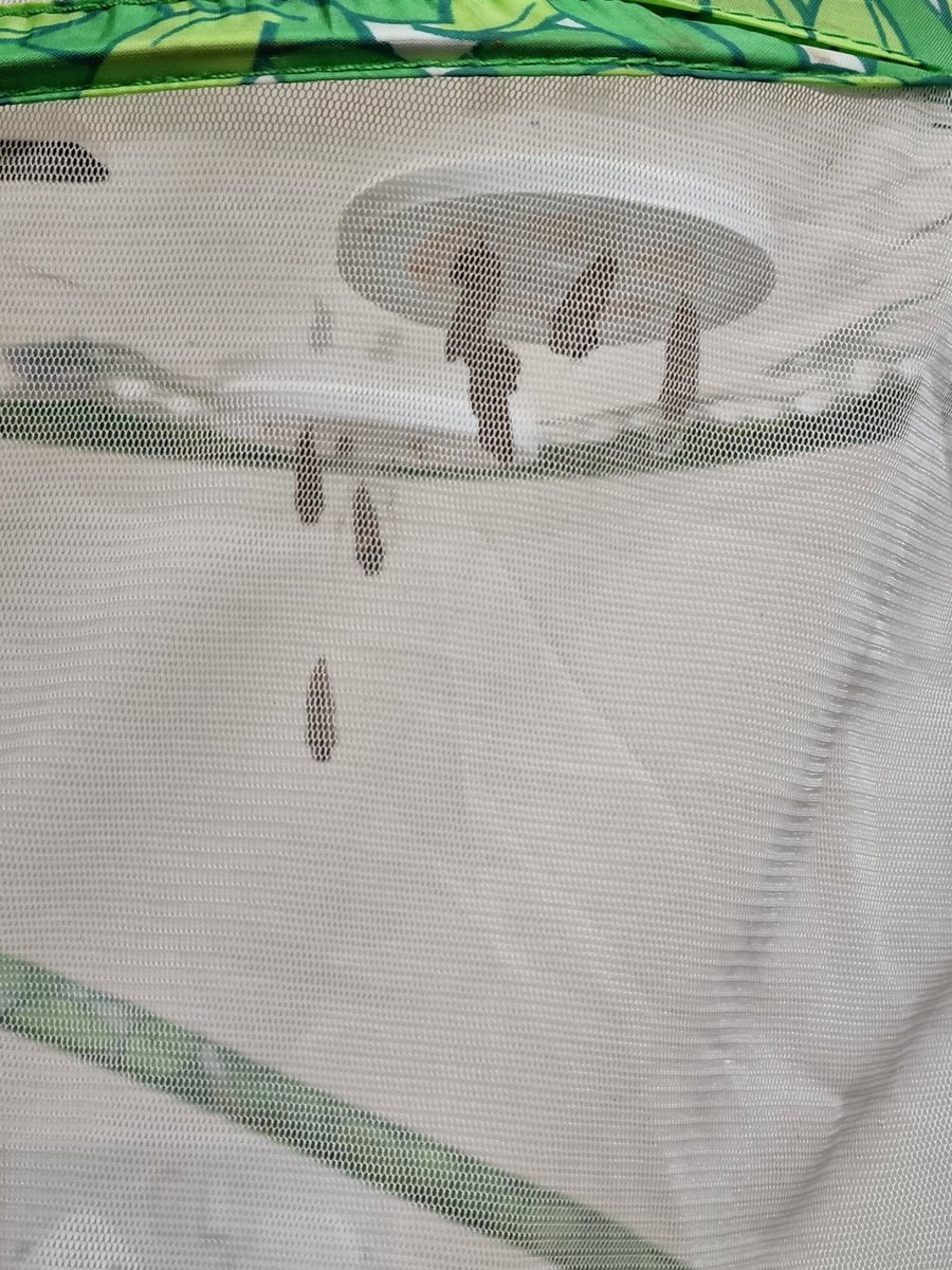 MissChick14's tweet photo. HOW EXCITING!!!! 7 of our butterflies have come out of their cocoons! We have 7 more to come! We have been extra careful and patient waiting for them. They are beautiful and very colourful! @BirchfieldsPS @NurseryBirchPS @RecBps https://t.co/uqkvQgJ4Rl